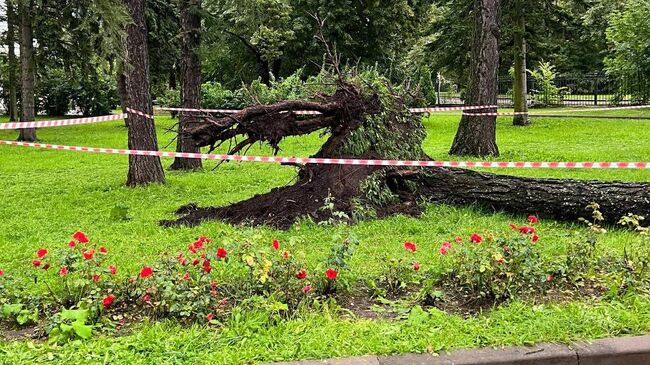 Место падения дерева на Крестовском острове в Петербурге