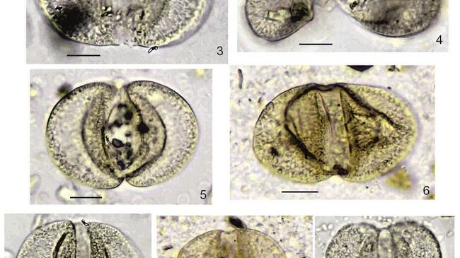 Ископаемая пыльца предковых форм катайи, обнаруженная учеными в Новосибирской области 
