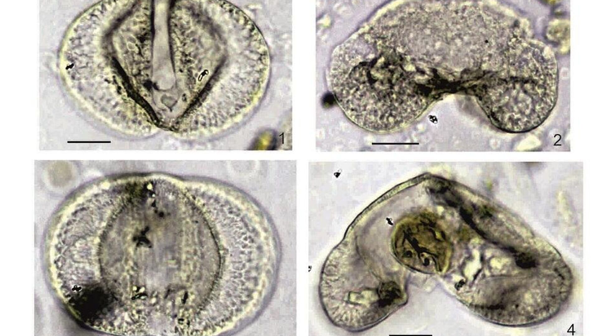 Ископаемая пыльца предковых форм катайи, обнаруженная учеными в Новосибирской области  - РИА Новости, 1920, 03.09.2024