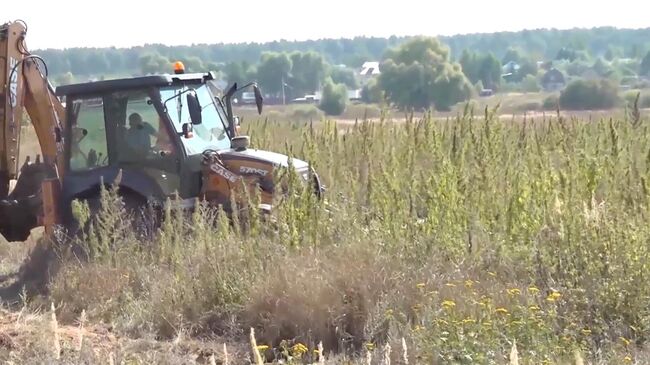 Полицейские в ходе оперативно-профилактического мероприятия Мак-2024 обнаружили и уничтожили в Раменском районе Московской области три тысячи кустов конопли