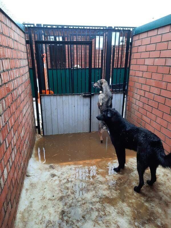 Собаки приюта в Малинках тонут в вольерах с водой из-за отстуствия крыши - РИА Новости, 1920, 12.09.2024