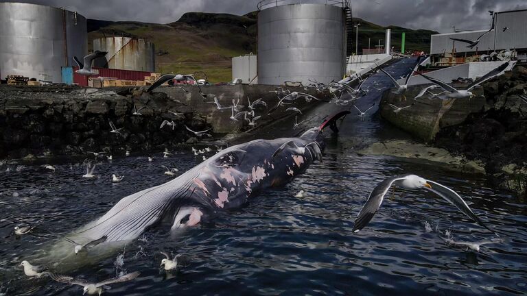 Работа фотографа Frederik Brogaard из Дании, занявшая первое место в категории Conservation (Impact) Photographer of the Year конкурса Ocean Photographer of the Year 2024