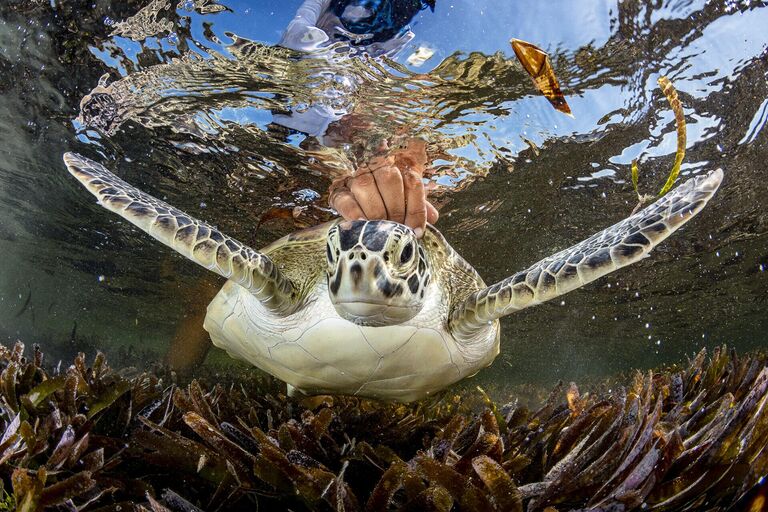 Работа фотографа Shane Gross из Канады, занявшая первое место в категории Conservation (Hope) Photographer of the Year конкурса Ocean Photographer of the Year 2024