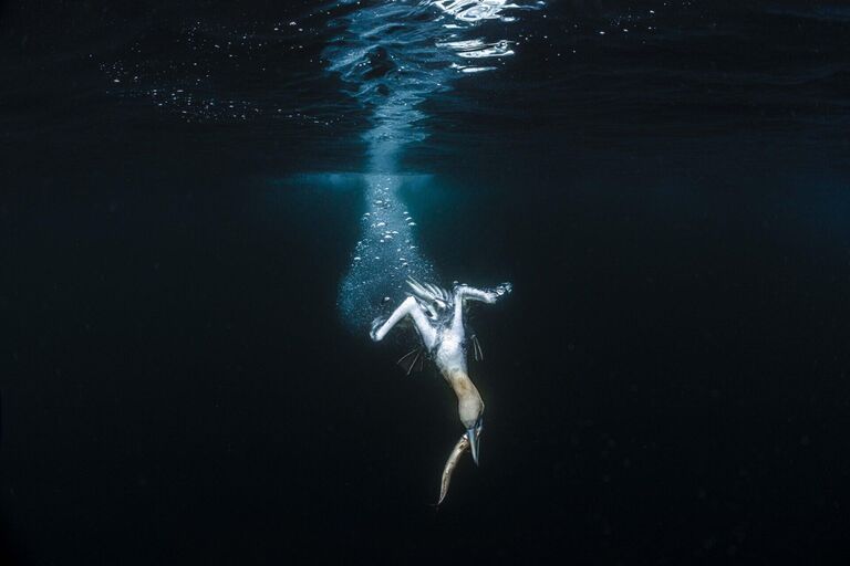 Работа фотографа Jade Hoksbergen из Тайваня, занявшая второе место в категории The Ocean Photographer of the Year конкурса Ocean Photographer of the Year 2024