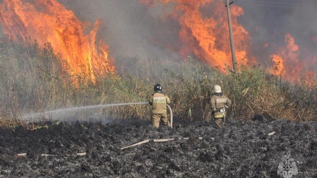 На территории лесничества в Ростовской области ввели режим ЧС