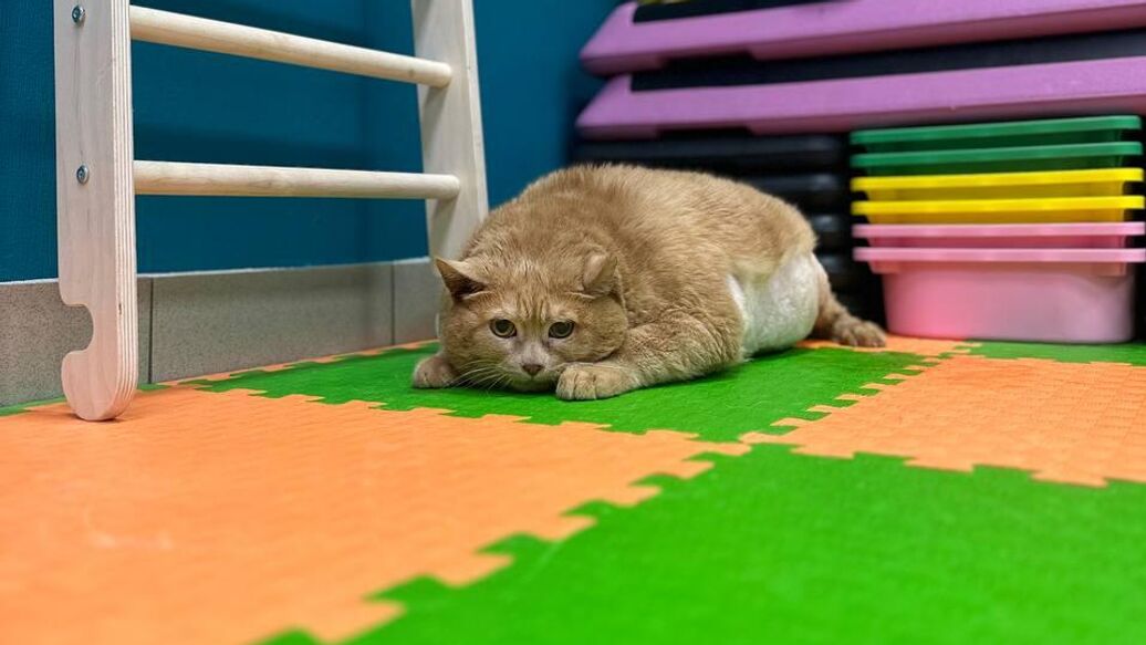 В Перми умер упитанный кот Крошик, сообщили СМИ