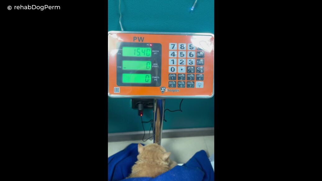 Ветеринары показали, как взвешивают пермского кота Крошика