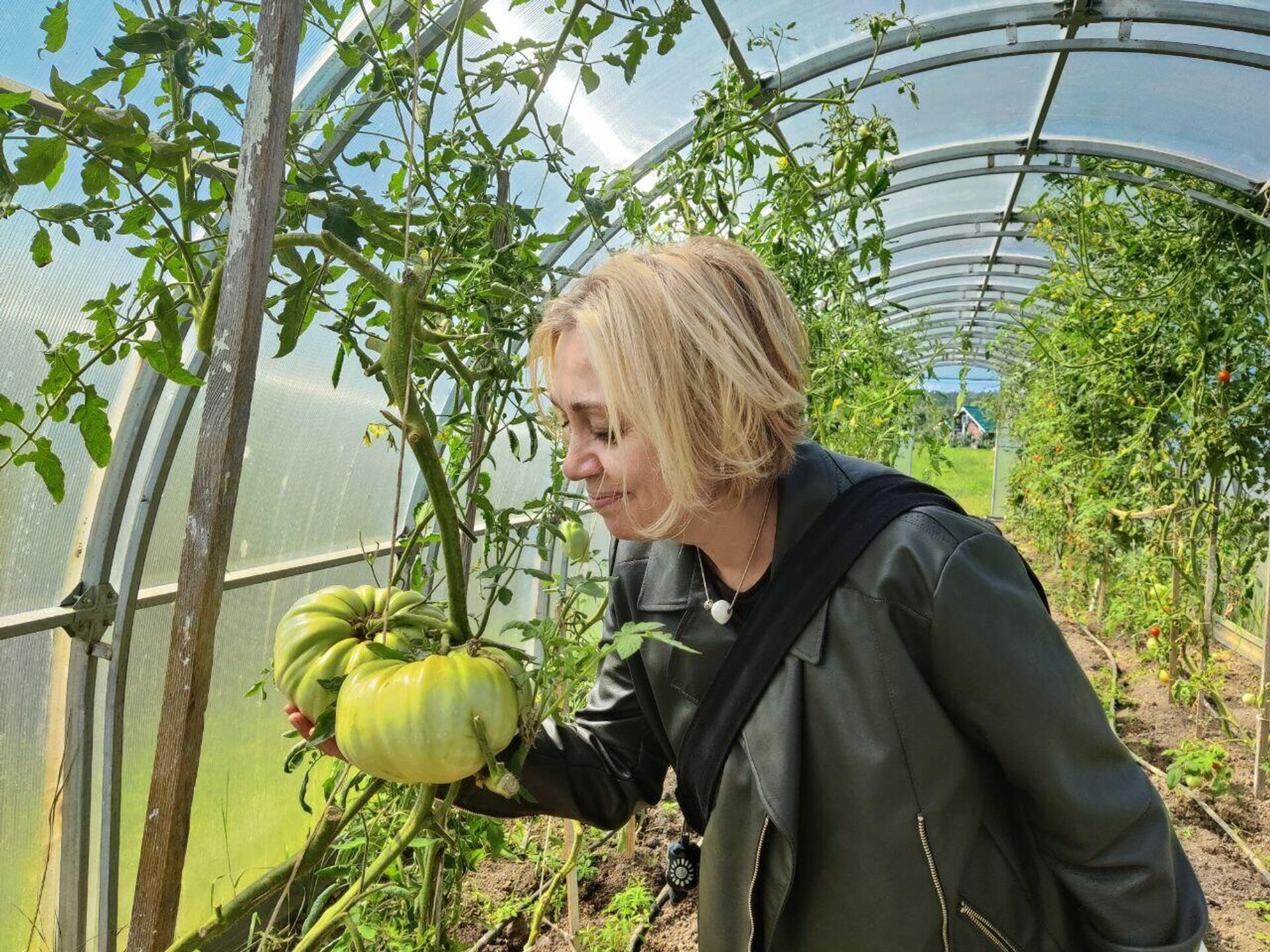 В теплицах Былинкино вырастают отличные помидоры В теплицах Былинкино вырастают отличные помидоры