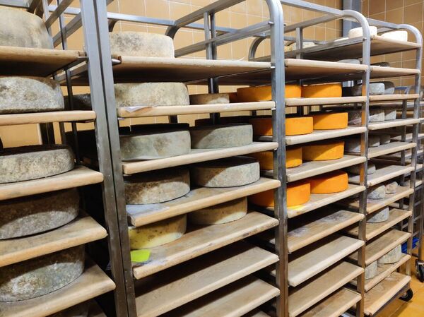 Так зреет сыр в сыроварне Былинкино Так зреет сыр в сыроварне Былинкино