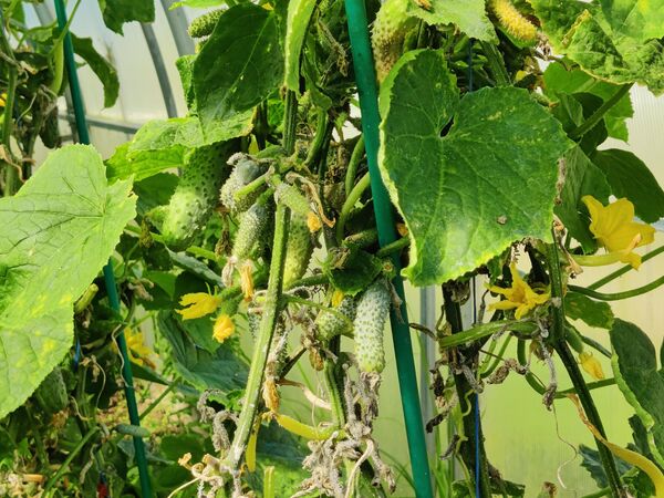 Луховицкие огурцы Луховицкие огурцы