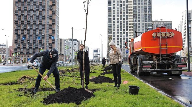 Обустройство аллеи кленов в Свердловской области 