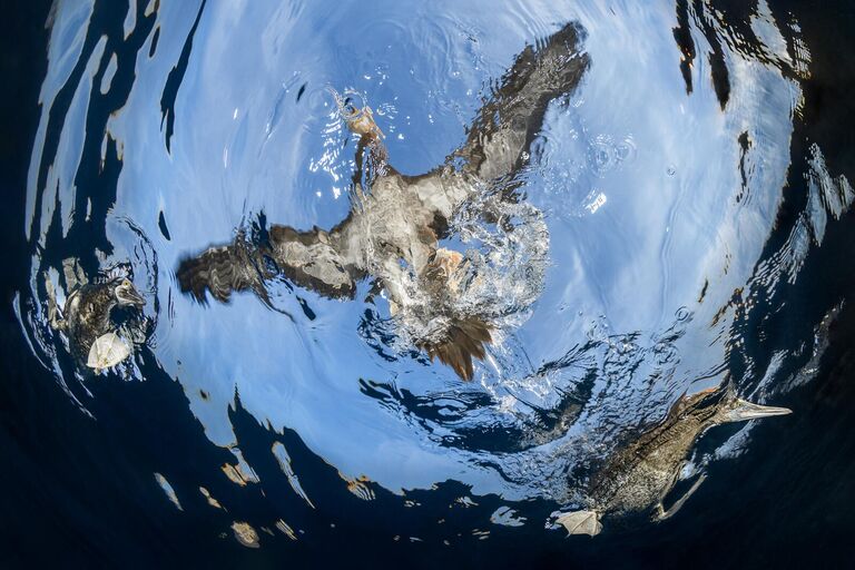 Снимок Water Take-off  фотографа из Кувейта Suliman Alatiqi, занявший 3 место в категории Bird in flight фотоконкурса Bird Photographer of the Year 2024