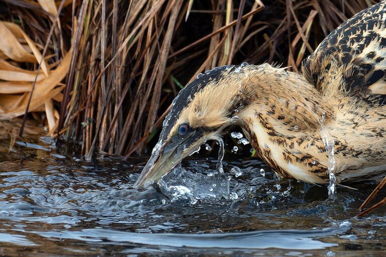 Снимок Turbulent fish hunt фотографа из Германии Julian Mendla, занявший 1 место в категории 11 and under фотоконкурса Bird Photographer of the Year 2024