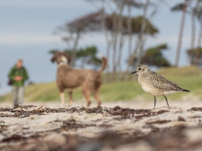 Снимок Human and nature (and dog) фотографа из Германии Emil Wagner, занявший 1 место в категории 15-17 years Bird Photographer of the Year 2024