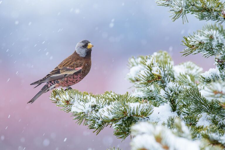 Снимок Winter pink фотографа из США Alan Murphy, занявший 1 место в категории Best portrait фотоконкурса Bird Photographer of the Year 2024