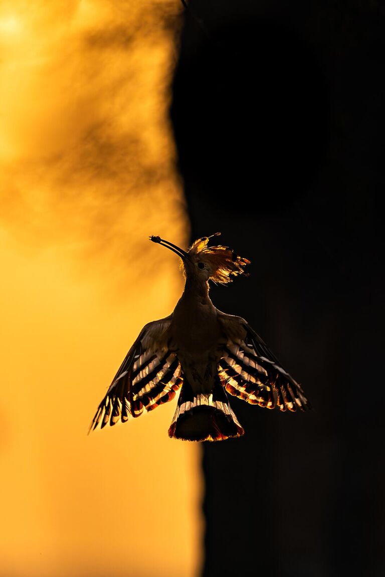 Снимок Dawn’s Whispers: Graceful Hoopoe Silhouette at Sunrise фотографа из Индии Hermis Haridas, занявший 1 место в категории Birds in flight фотоконкурса Bird Photographer of the Year 2024