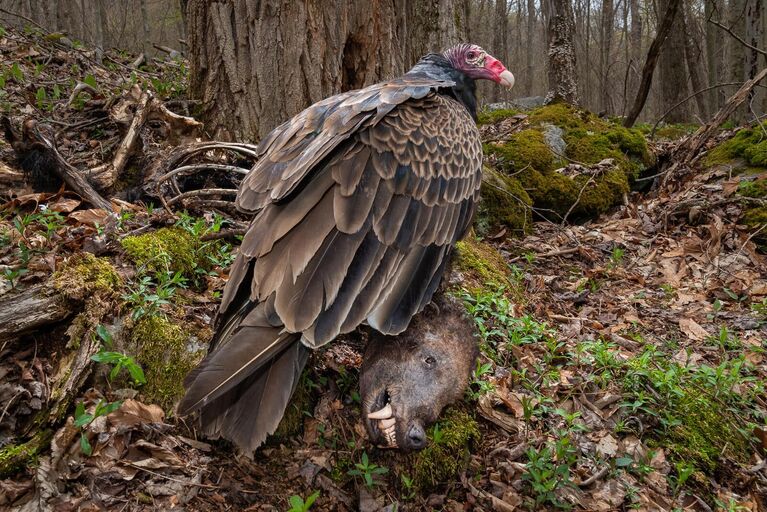 Снимок Scavenger фотографа из США Nathaniel Peck, занявший 1 место в категории Bird behaviour фотоконкурса Bird Photographer of the Year 2024