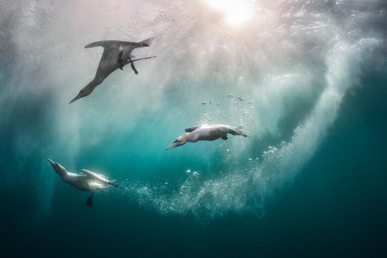 Снимок Immersion фотографа из США Kat Zhou, занявший 1 место в категории Birds in the environment фотоконкурса Bird Photographer of the Year 2024