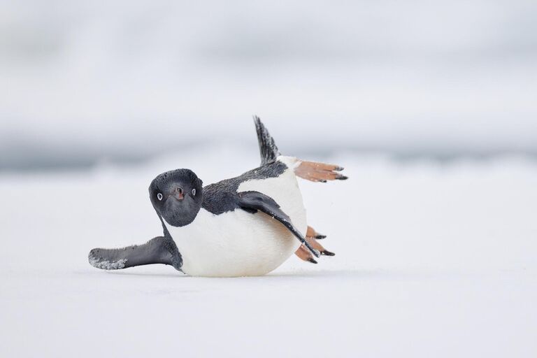 Снимок A modern dancer фотографа из США Nadia Haq, занявший 1 место в категории Comedy Bird Photo фотоконкурса Bird Photographer of the Year 2024