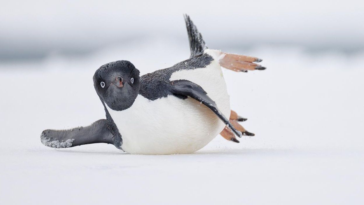 Снимок A modern dancer фотографа из США Nadia Haq, занявший 1 место в категории Comedy Bird Photo фотоконкурса Bird Photographer of the Year 2024 - РИА Новости, 1920, 24.09.2024