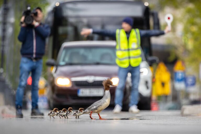 Снимок Treacherous journey фотографа из Польши Grzegorz Długosz, занявший 1 место в категории Urban Birds фотоконкурса Bird Photographer of the Year 2024