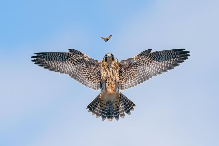 Снимок Playful Fledgling фотографа из США Jack Zhi, занявший 2 место в категории Bird behaviour фотоконкурса Bird Photographer of the Year 2024