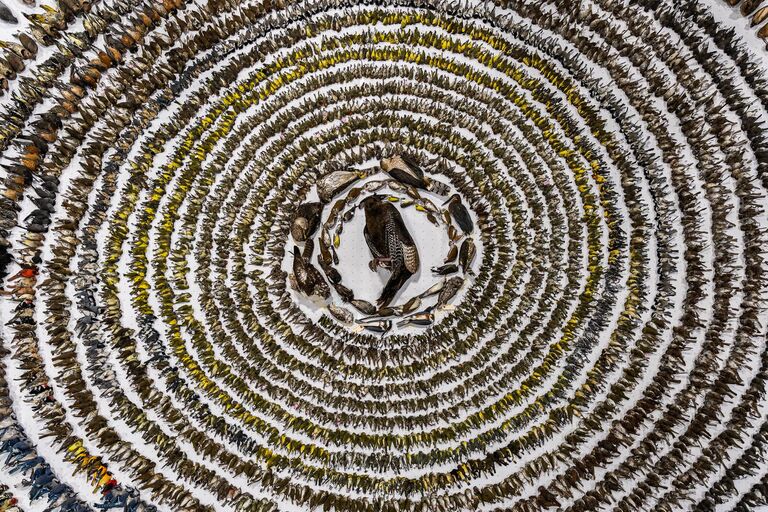 Снимок When Worlds Collide фотографа из Канады Patricia Seaton Homonylo, победивший в фотоконкурсе Bird Photographer of the Year 2024