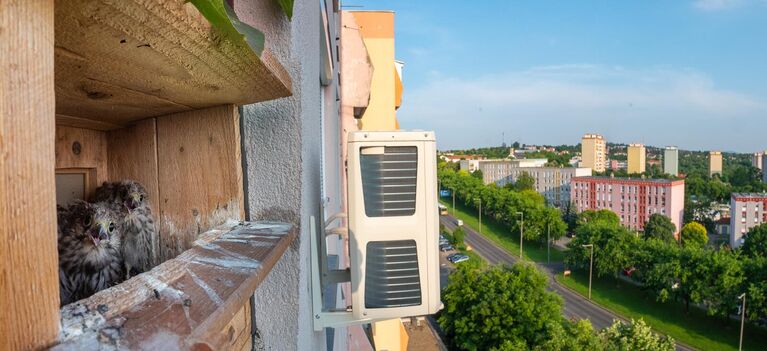 Снимок Apartment фотографа из Венгрии Boldizsár Szűcs, занявший 2 место в категории Urban Birds фотоконкурса Bird Photographer of the Year 2024