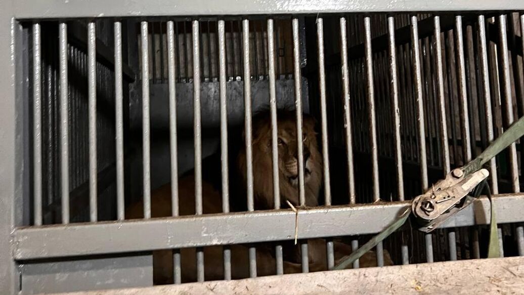 Лев Тигран из зоопарка Старого Оскола переехал в Калининградский зоопарк