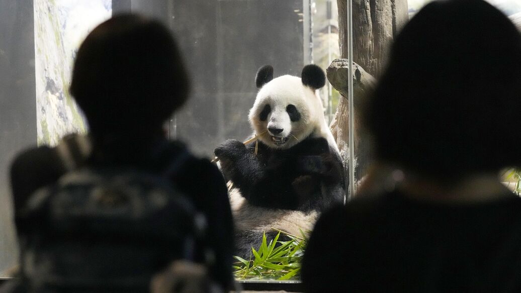 Япония впервые с 1973 года лишится всех панд в своих зоопарках