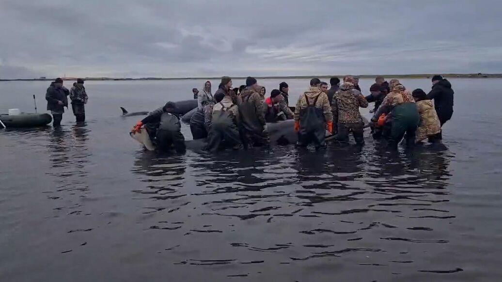 Застрявшие в лимане на Камчатке косатки выплыли