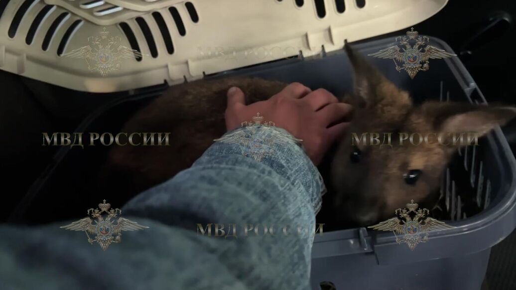 Похищенный кенгуренок Крош найден живым в Королеве