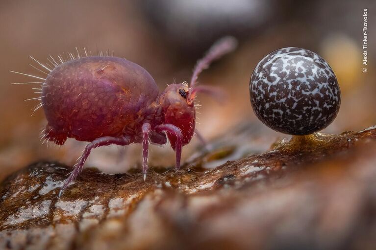 Снимок Life Under Dead Wood фотографа из Германии Alexis Tinker-Tsavalas, победивший в категории 15-17 Years конкурса Wildlife Photographer of the Year