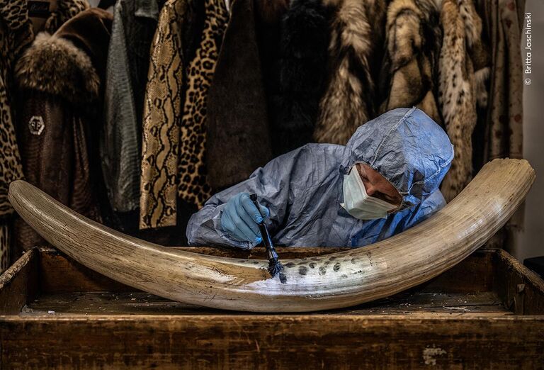 Снимок Dusting for New Evidence немецко-британского фотографа Britta Jaschinski, победивший в категории Photojournalism конкурса Wildlife Photographer of the Year