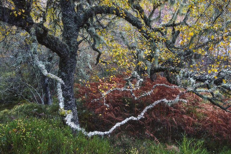 Снимок Old Man of the Glen фотографа из Италии Fortunato Gatto, победивший в категории Plants and Fungi конкурса Wildlife Photographer of the Year