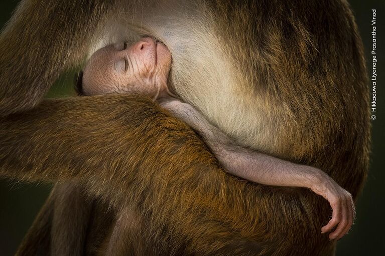 Снимок A Tranquil Moment фотографа из Шри-Ланки Hikkaduwa Liyanage Prasantha Vinod, победивший в категории Behaviour: Mammals конкурса Wildlife Photographer of the Year 