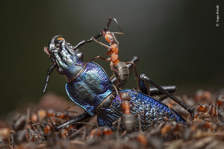 Снимок The Demolition Squad  фотографа из Германии Ingo Arndt, победивший в категории Behaviour: Invertebrates конкурса Wildlife Photographer of the Year 