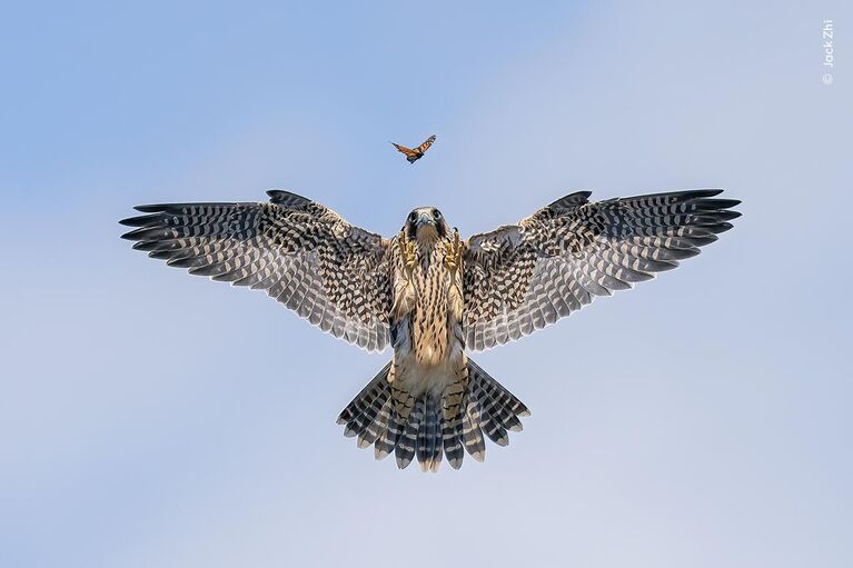 Снимок Practice Makes Perfect фотографа из США Jack Zhi, победивший в категории Behaviour: Birds конкурса Wildlife Photographer of the Year 