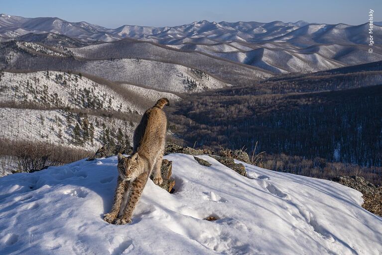 Снимок Frontier of the Lynx фотографа из России Игоря Метельского, победивший в категории Animals in their Environment конкурса Wildlife Photographer of the Year