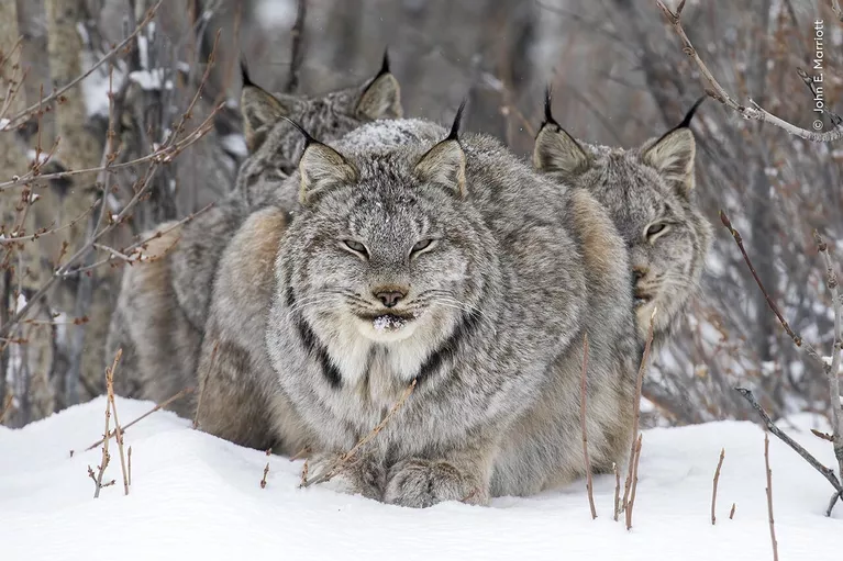 Снимок On Watch фотографа из Канады John E Marriott, победивший в категории Animal Portraits конкурса Wildlife Photographer of the Year