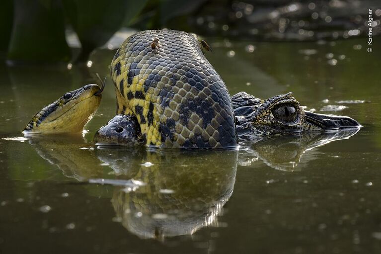 Снимок Wetland Wrestle фотографа из США Karine Aigner, победивший в категории Behaviour: Amphibians and Reptiles конкурса Wildlife Photographer of the Year