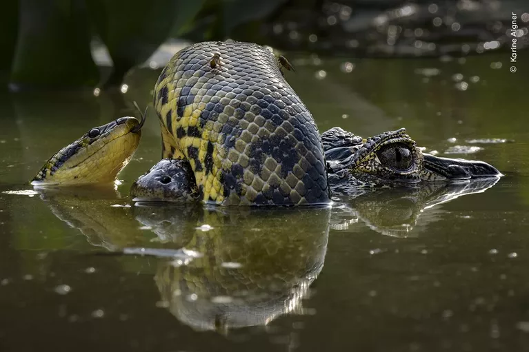 Снимок Wetland Wrestle фотографа из США Karine Aigner, победивший в категории Behaviour: Amphibians and Reptiles конкурса Wildlife Photographer of the Year