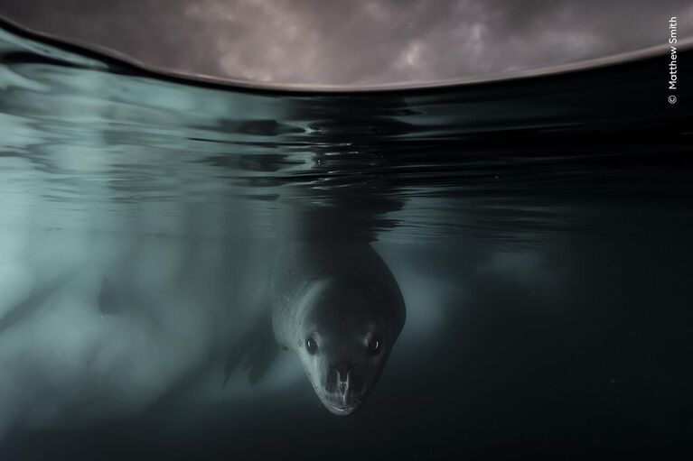 Снимок Under the Waterline британско-австралийского фотографа Matthew Smith, победивший в категории Underwater конкурса Wildlife Photographer of the Year