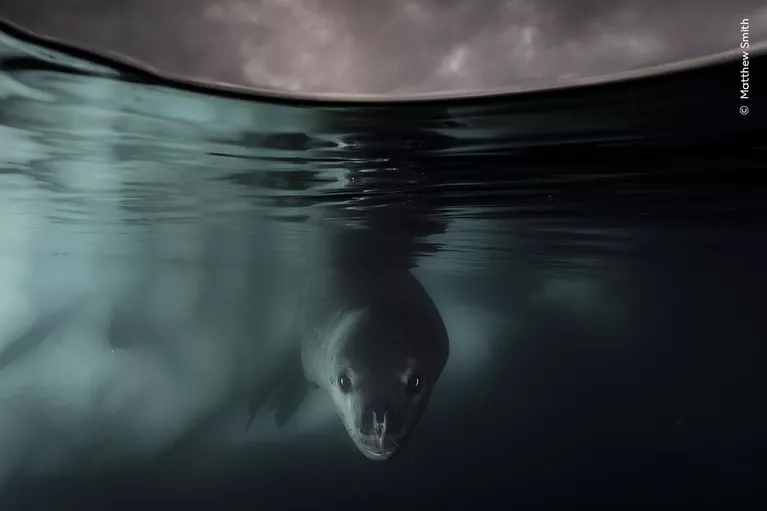 Снимок Under the Waterline британско-австралийского фотографа Matthew Smith, победивший в категории Underwater конкурса Wildlife Photographer of the Year