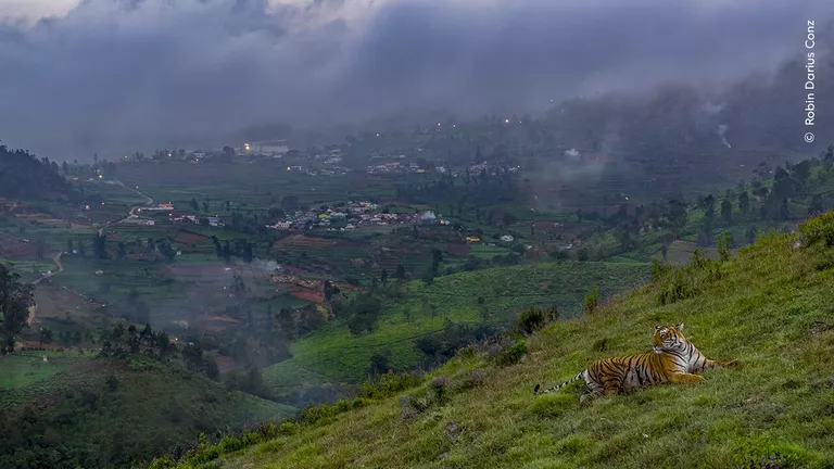 Снимок Tiger in Town  фотографа из Германии Robin Darius Conz, победивший в категории Urban Wildlife конкурса Wildlife Photographer of the Year  