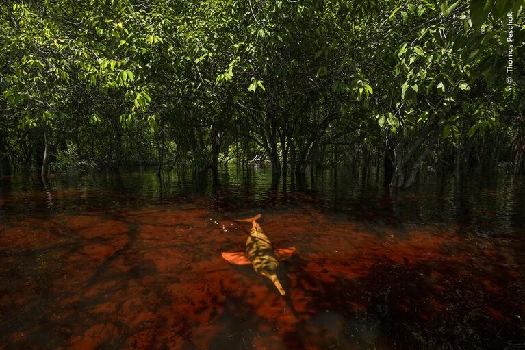 Снимок Dolphins of the Forest немецко-южноафриканского фотографа Thomas Peschak, победивший в категории Photojournalist Story Award конкурса Wildlife Photographer of the Year