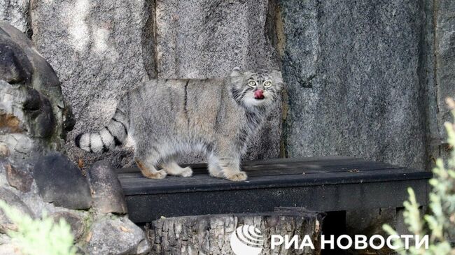 Манул Тимофей в Московском зоопарке