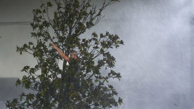 Молодой человек забирается на дерево во время прохождения урагана Милтон в Тампе, штат Флорида