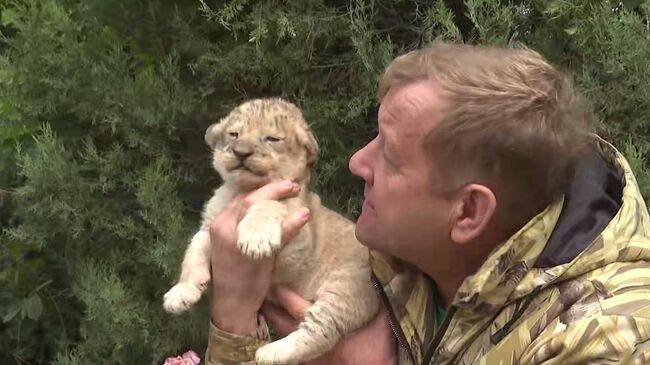 В крымском сафари-парке Тайган родились львята