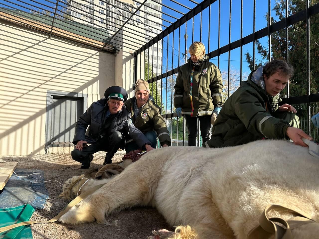 Пожилого краснокнижного белого медведя Терпея перевезли из Перми в Московский зоопарк - РИА Новости, 1920, 17.10.2024